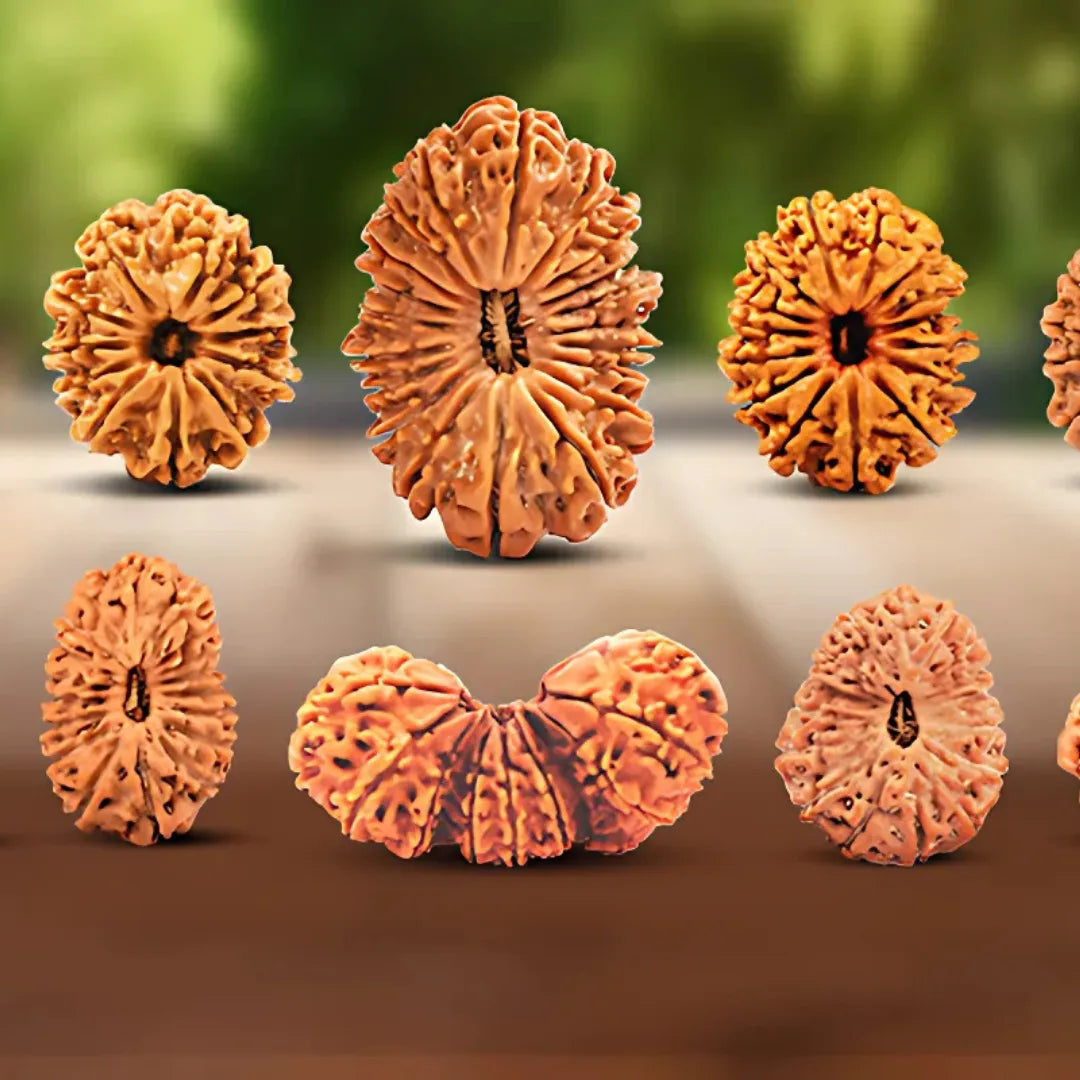 Rudraksha