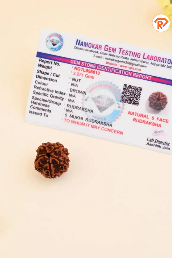 Natural 5 Mukhi Rudraksha (Nepali)