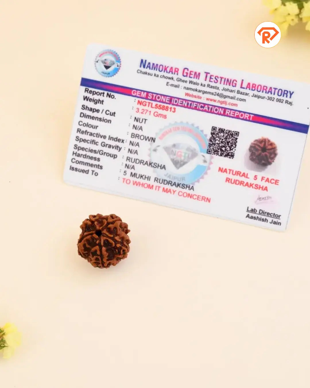 Natural 5 Mukhi Rudraksha (Nepali)