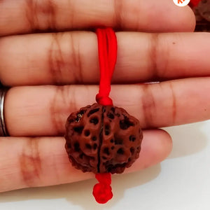 Original 5 Mukhi Rudraksha With Red Thread (Nepali)