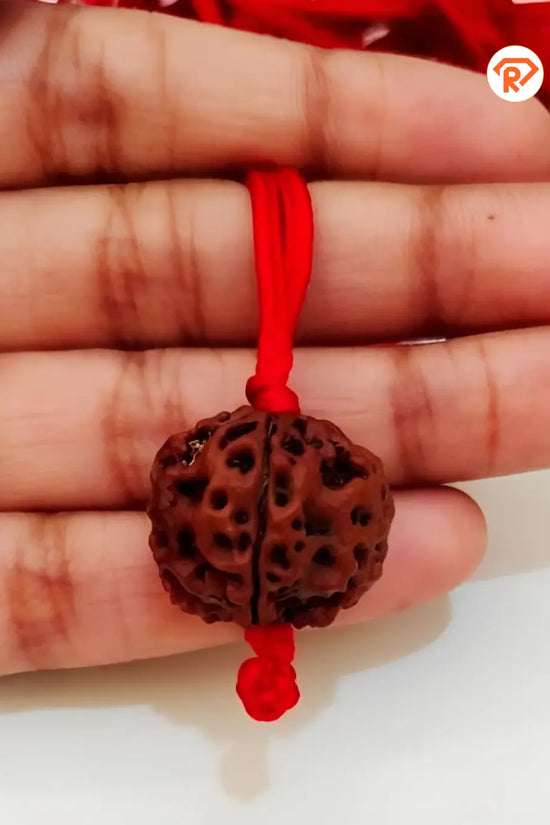 Original 5 Mukhi Rudraksha With Red Thread (Nepali)