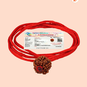 Original 5 Mukhi Rudraksha With Red Thread (Nepali)