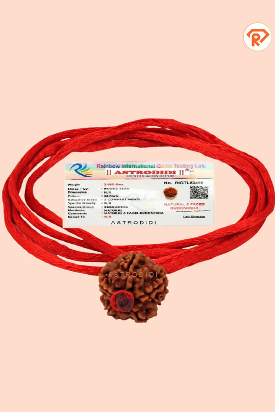 Original 5 Mukhi Rudraksha With Red Thread (Nepali)